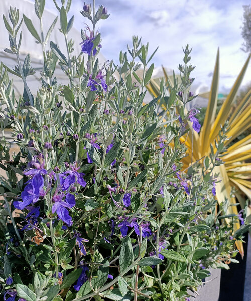 Teucrium Indyho