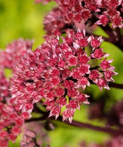 Sedum Black Knight