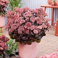 Sedum Black Knight