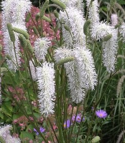 Sanguisorba White Brushes