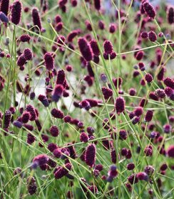 Sanguisorba Plum Drops