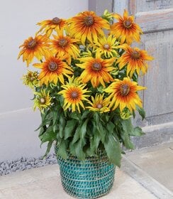 Rudbeckia Summerina Sunchaser