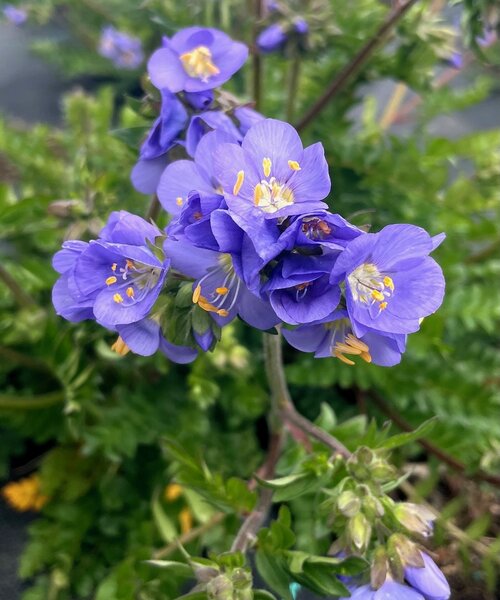 Polemonium Hurricane Ridge