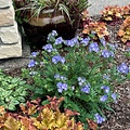 Polemonium Hurricane Ridge