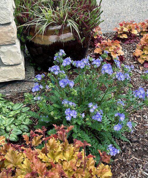 Polemonium Hurricane Ridge