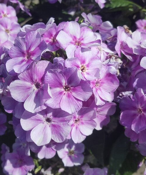 Phlox Bambini Phlox Bambini Lucky Lilac