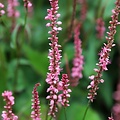 Persicaria Flamingo Feathers