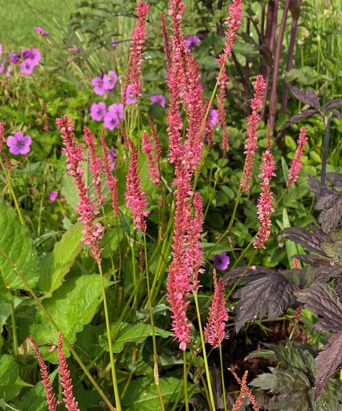 Persicaria Flamingo Feathers