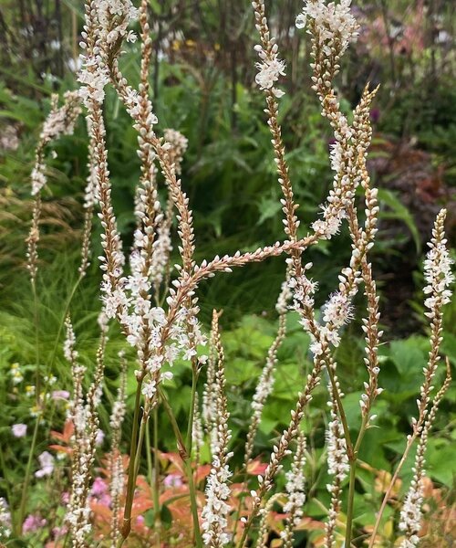 Persicaria Alba