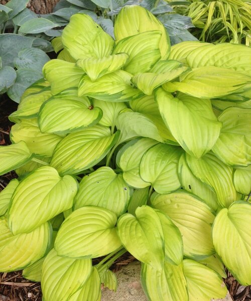 Hosta Stained Glass