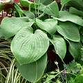 Hosta sieboldiana Elegans