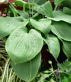 Hosta sieboldiana Elegans