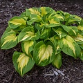 Hosta Shadowland ™ Hosta Shadowland ™ Etched Glass