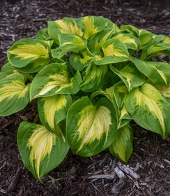 Hosta Shadowland ™ Etched Glass