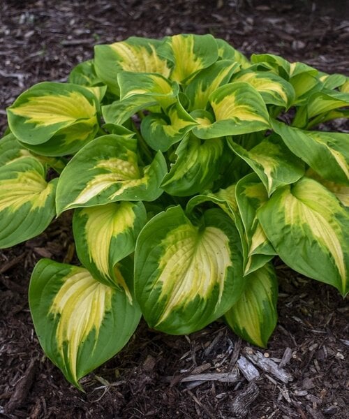 Hosta Shadowland ™ Etched Glass