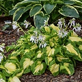 Hosta Shadowland ™ Hosta Shadowland ™ Etched Glass
