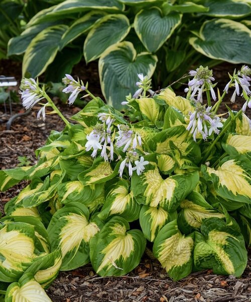 Hosta Shadowland ™ Hosta Shadowland ™ Etched Glass