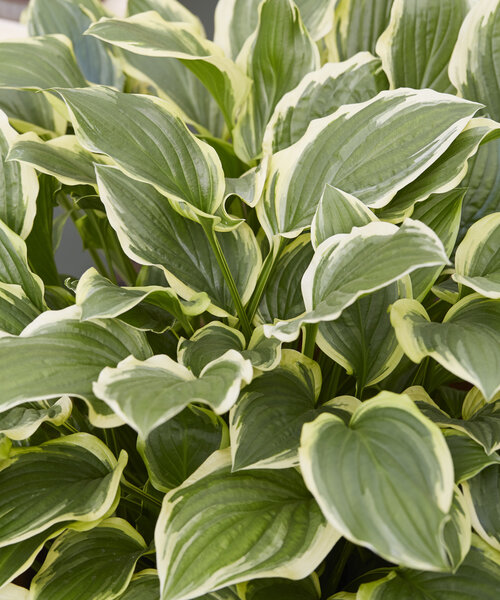 Hosta So Sweet