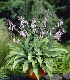 Hosta Krossa Regal