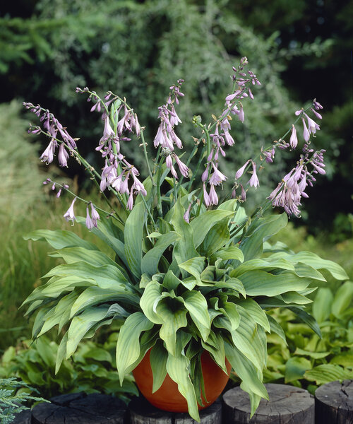 Hosta Krossa Regal