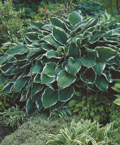 Hosta Francee