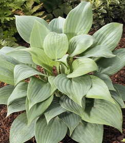 Hosta Fragrant Blue