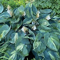 Hosta Dream Queen