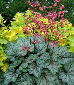 Heuchera Peppermint Spice