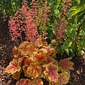 Heuchera Eternal Flame