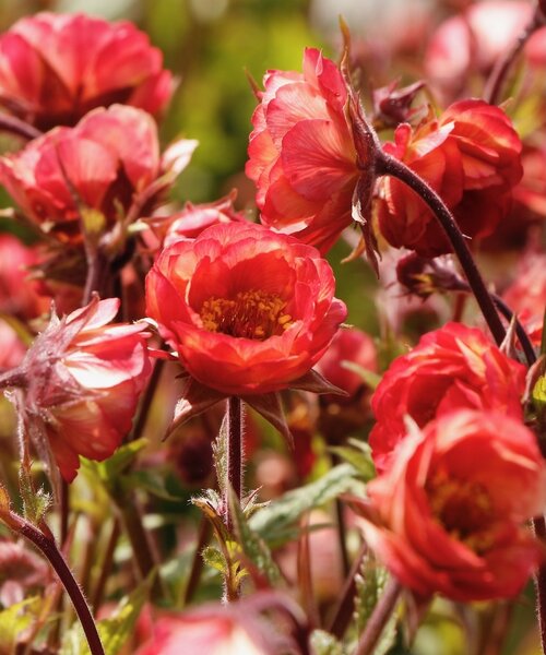 Geum Tempo Coral