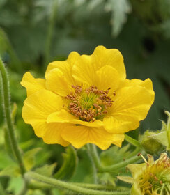 Geum Solar Tempest