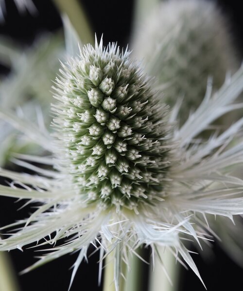 Eryngium Magical ™ Eryngium Magical ™ White Lagoon
