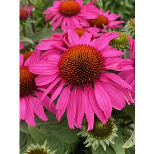 Echinacea SunSeekers Hot Pink