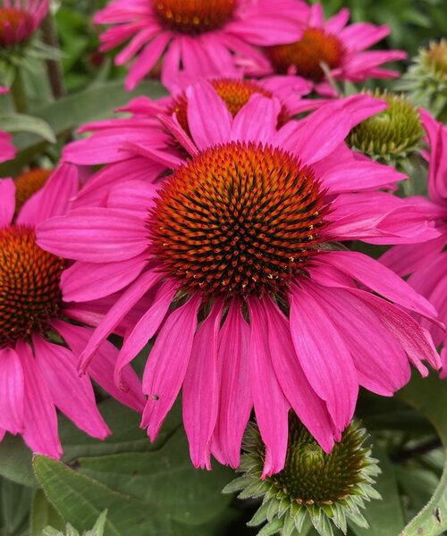 Echinacea SunSeekers Echinacea SunSeekers Hot Pink