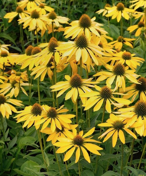 Echinacea Leilani