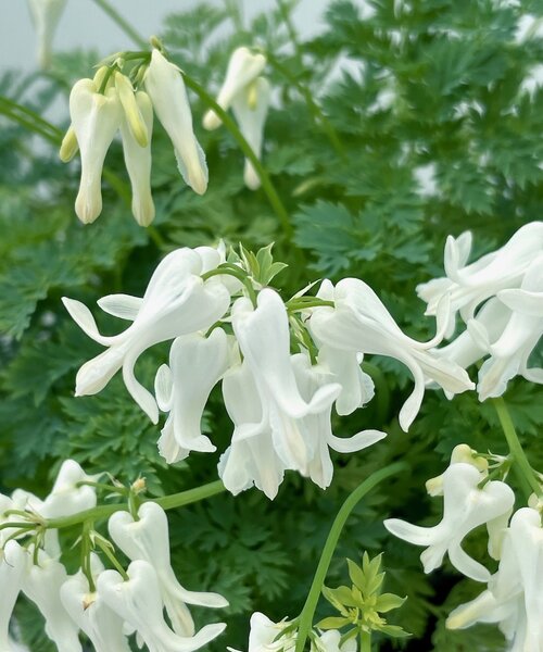 Dicentra Amore Titanium