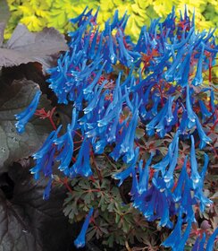 Corydalis Blue Heron