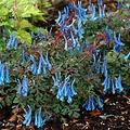 Corydalis Blue Heron