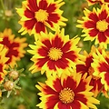 Coreopsis Solar Coreopsis Solar Jewel