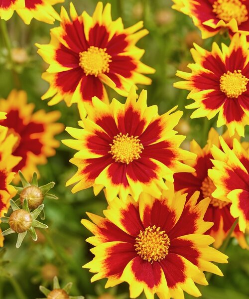 Coreopsis Solar Coreopsis Solar Jewel