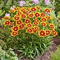 Coreopsis Solar Coreopsis Solar Jewel