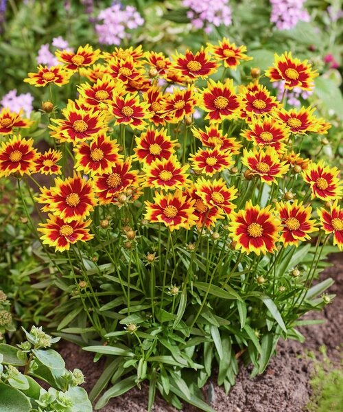 Coreopsis Solar Coreopsis Solar Jewel