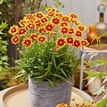 Coreopsis Solar Jewel