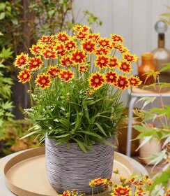 Coreopsis Solar Jewel