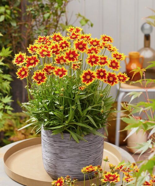Coreopsis Solar Coreopsis Solar Jewel