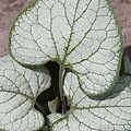 Brunnera Silver Heart