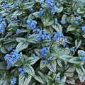 Brunnera Silver Heart