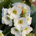 Bergenia Jelle