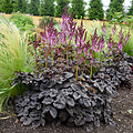 Astilbe Darkside of the Moon