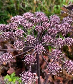Angelica Vicar's Mead